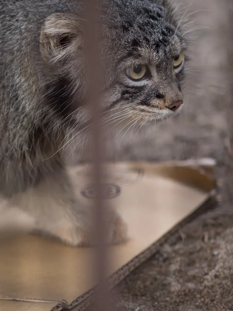 野毛山動物園のフィーガの写真