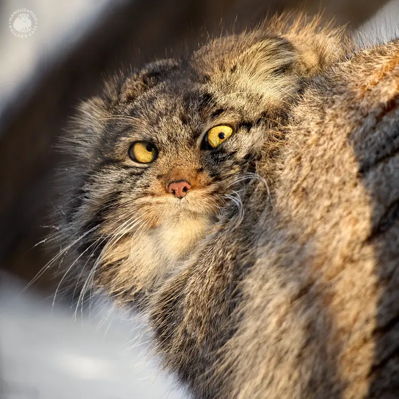 ノヴォシビルスク動物園のマリクの写真