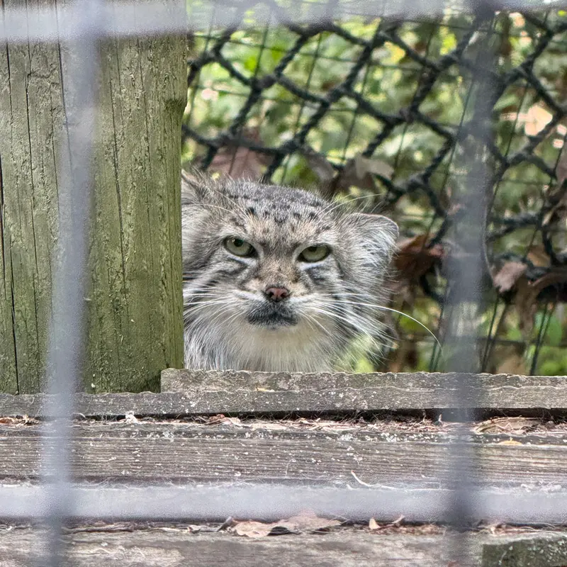 スミソニアン国立動物園のセバの写真