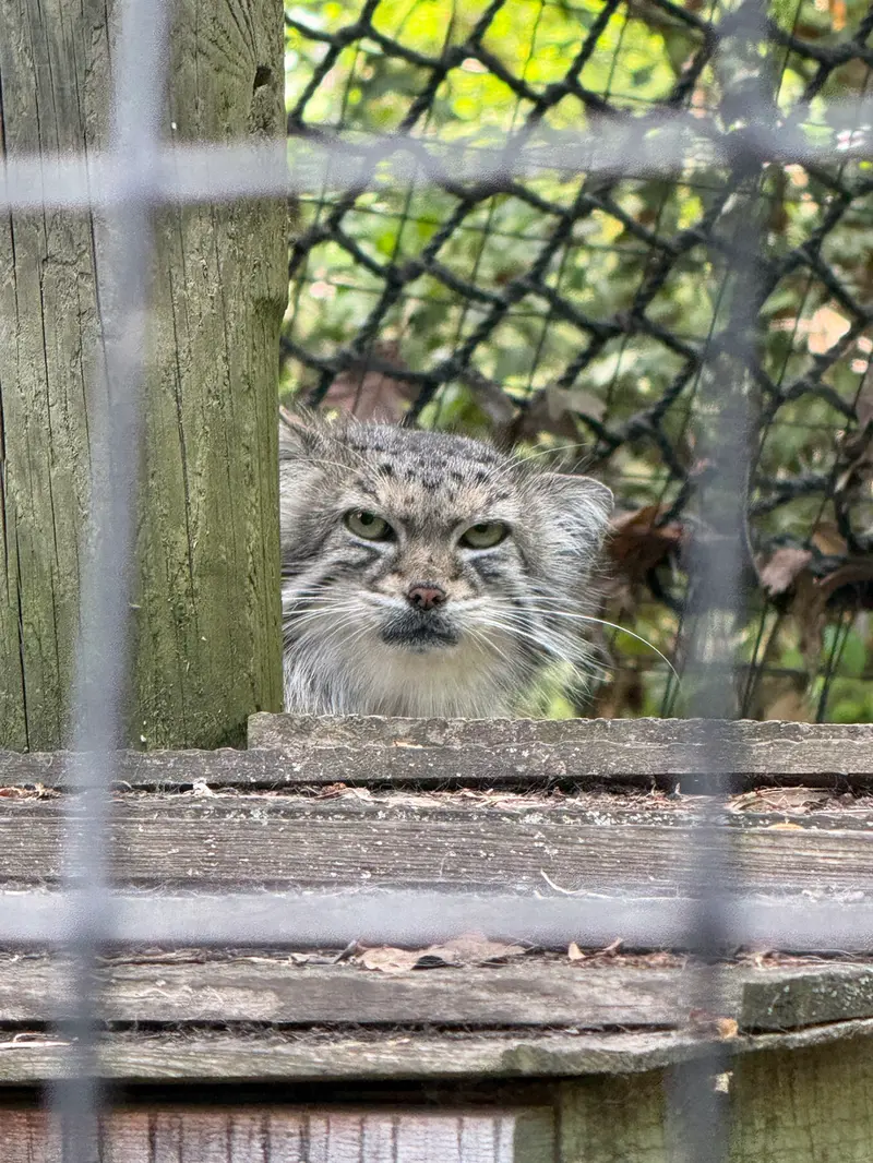 スミソニアン国立動物園のセバの写真