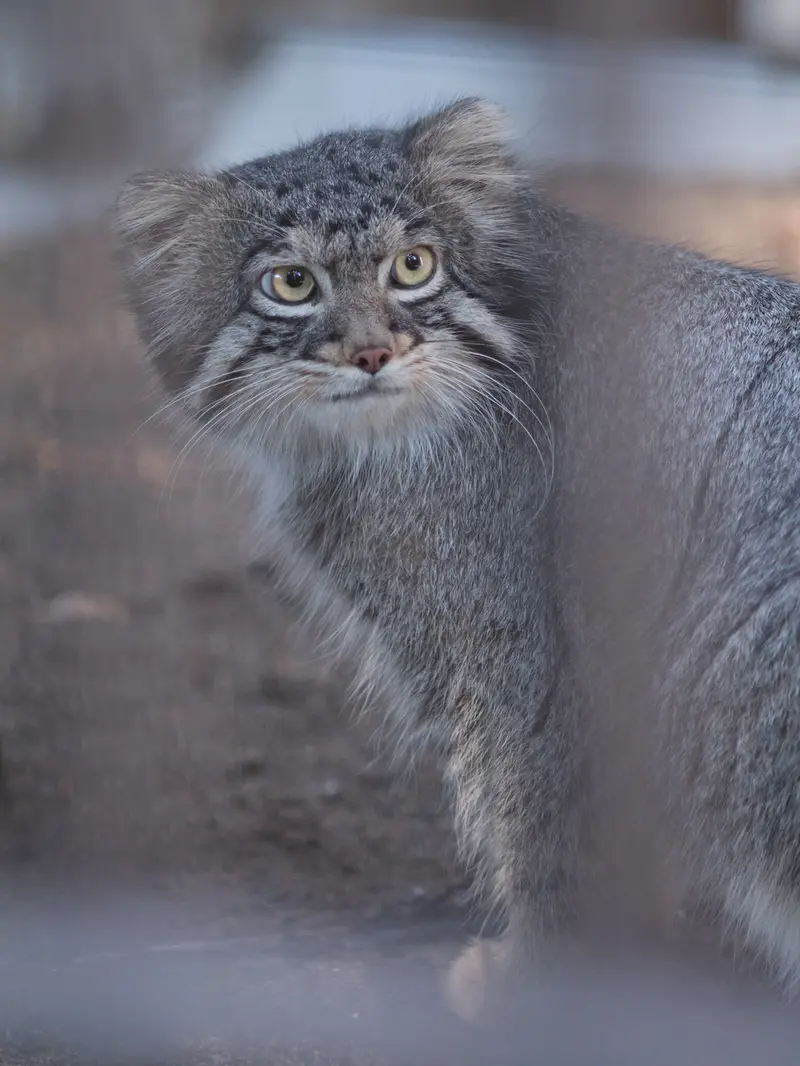 野毛山動物園のフィーガの写真