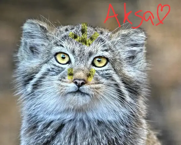 マヌルネコの写真