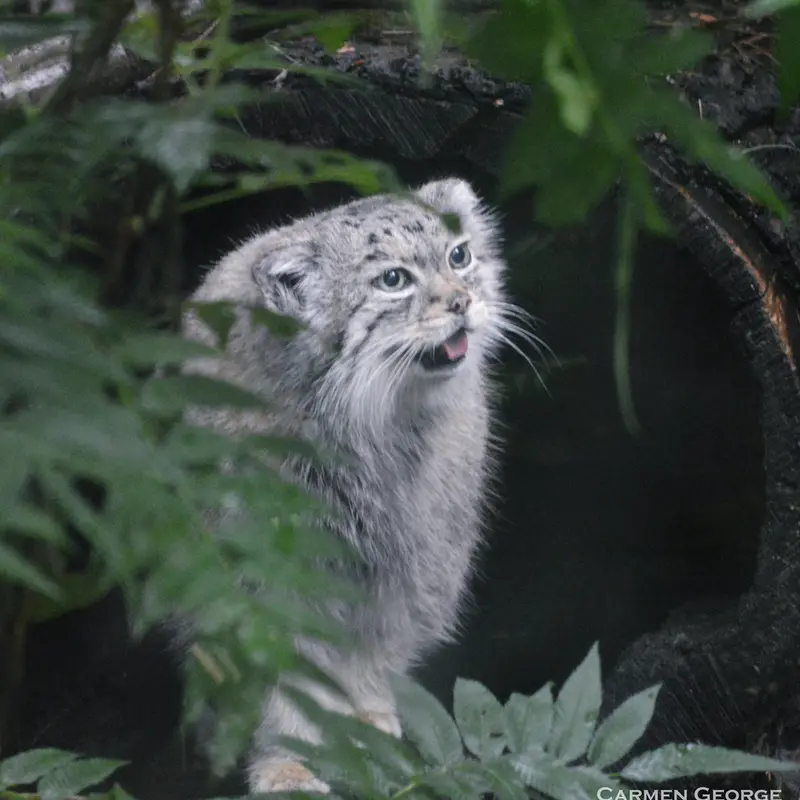 シャイアン・マウンテン動物園のレッドの写真