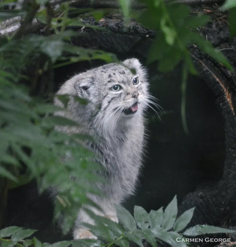 シャイアン・マウンテン動物園のレッドの写真