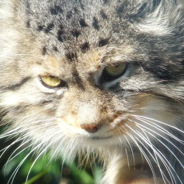 神戸市立王子動物園の衛門の写真