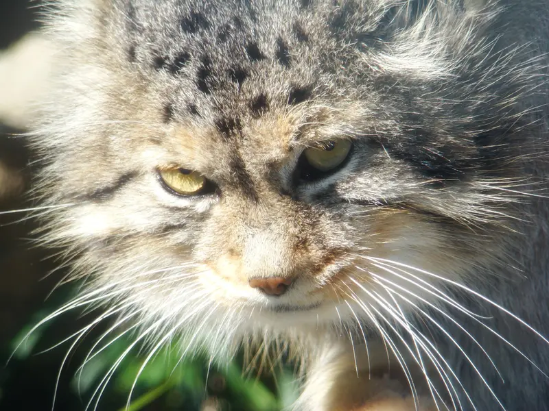 神戸市立王子動物園の衛門の写真