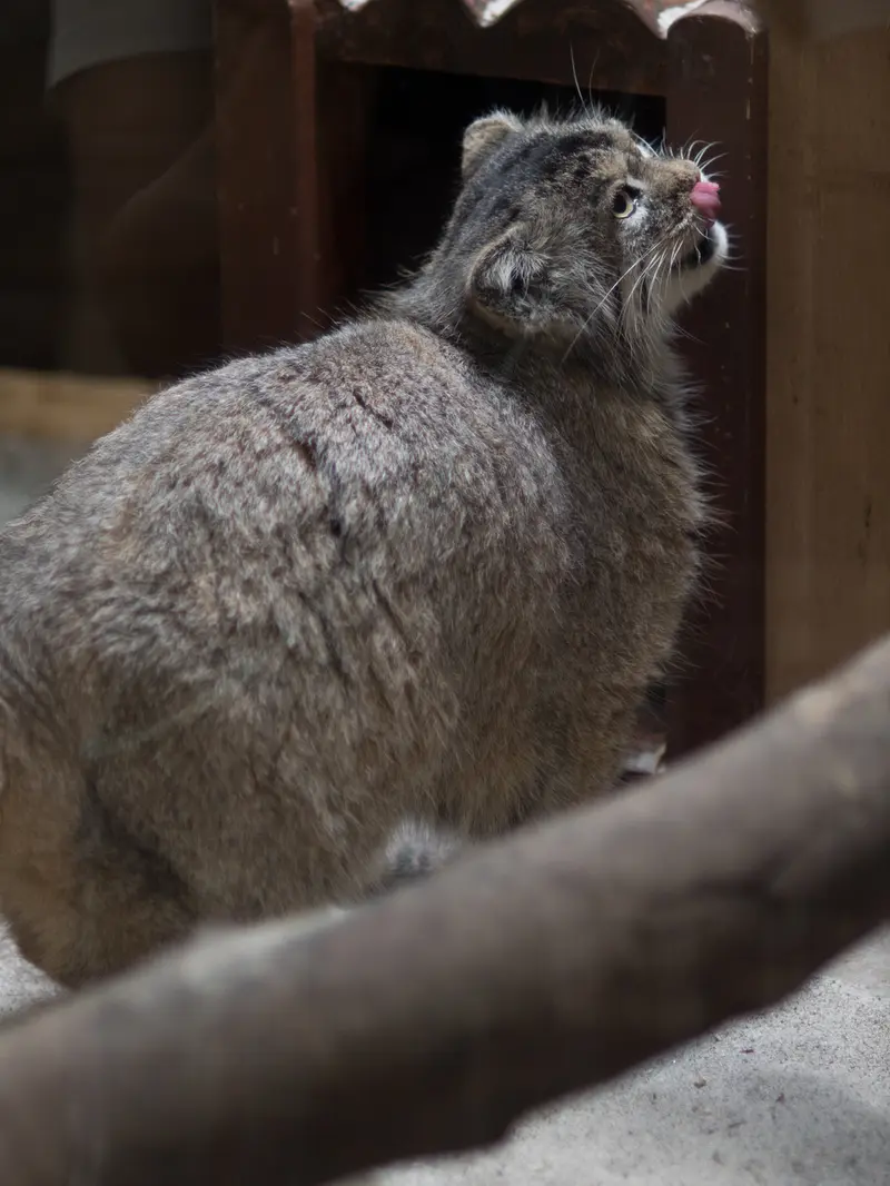 恩賜上野動物園のプリームラの写真