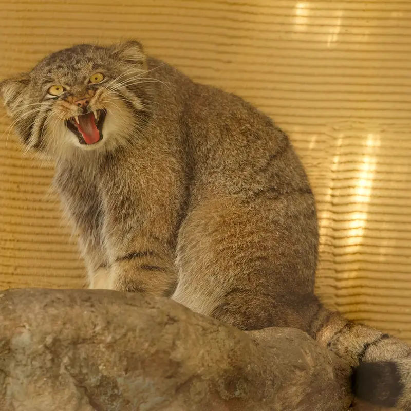 旭山動物園のヒデの写真
