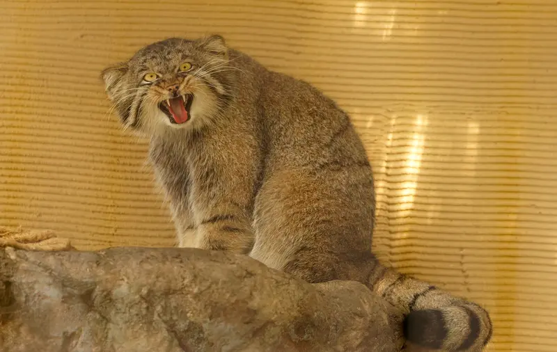 旭山動物園のヒデの写真