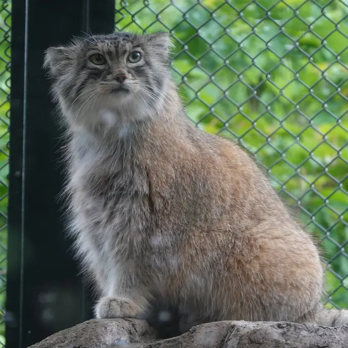 埼玉県こども動物自然公園のオリーヴァの写真