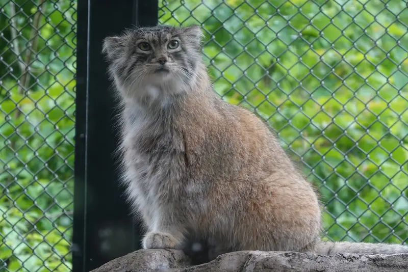 埼玉県こども動物自然公園のオリーヴァの写真