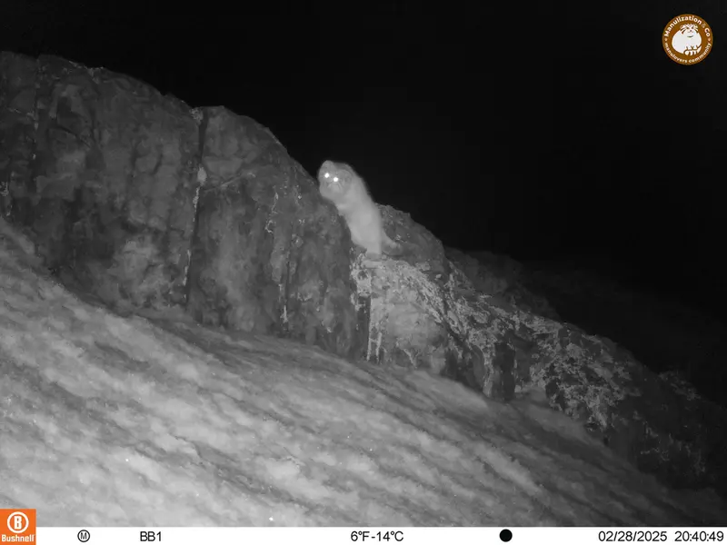 アクタス＝クンコラ［新］カメラトラップで撮影したOtocolobus manul manulの写真