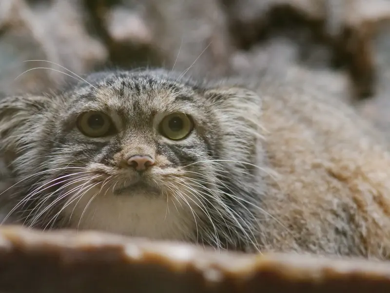 恩賜上野動物園のサフランの写真