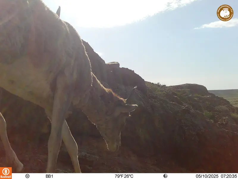 アクタス＝クンコラ［新］カメラトラップで撮影したアルガリの写真