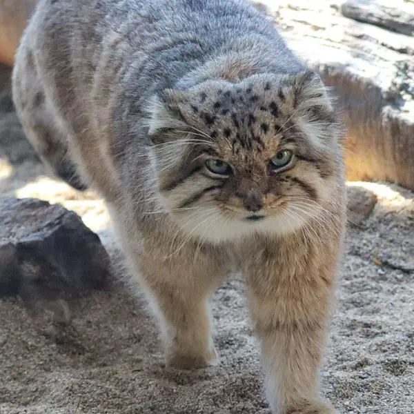 那須どうぶつ王国のボルの写真