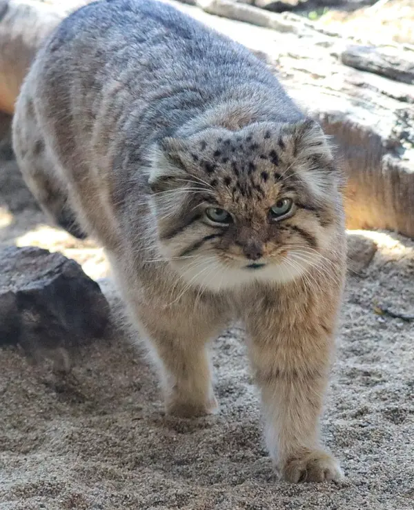 那須どうぶつ王国のボルの写真