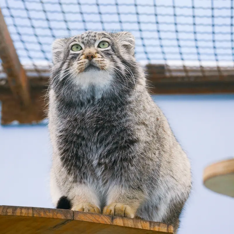 青海チベット高原野生動物園のスン・サンランの写真