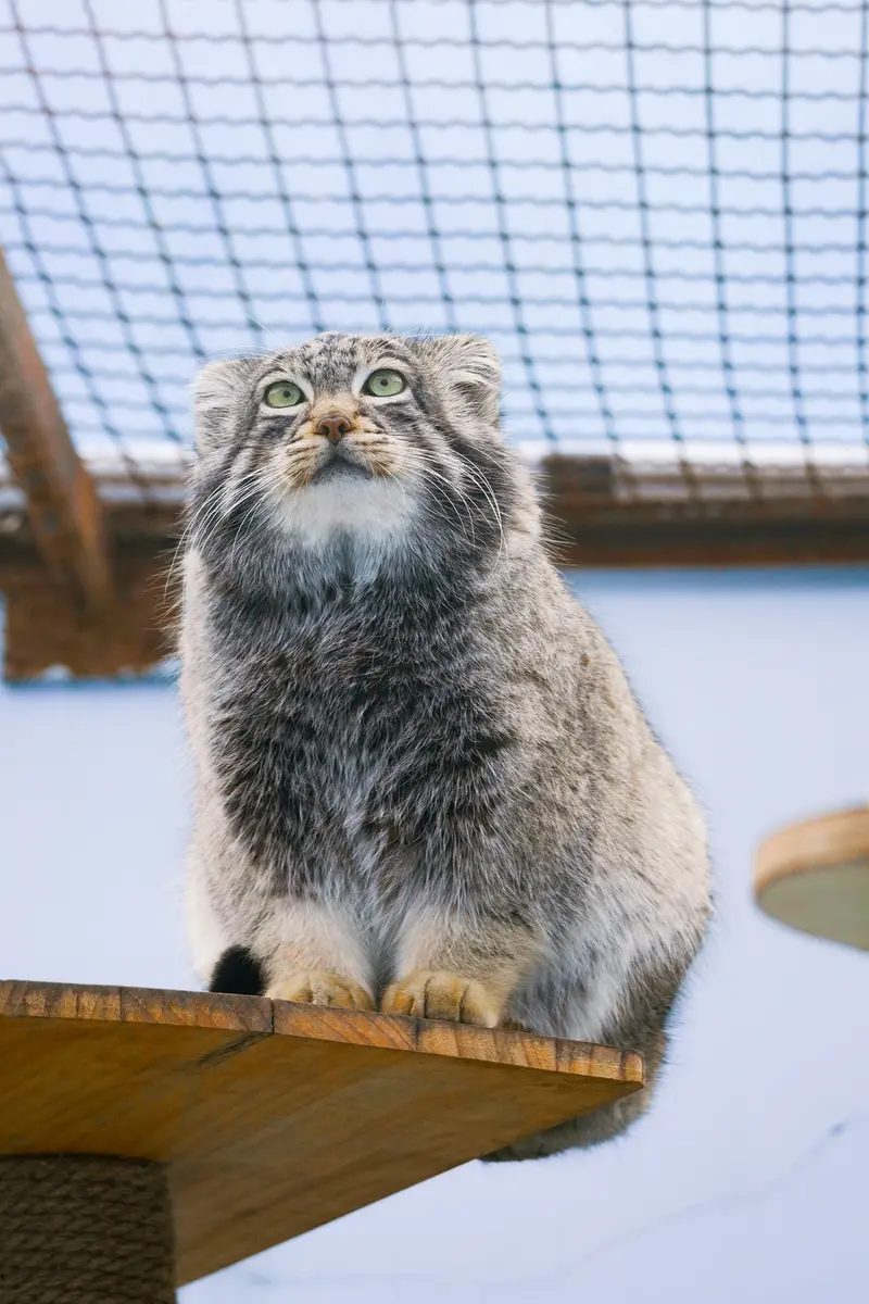 青海チベット高原野生動物園のスン・サンランの写真