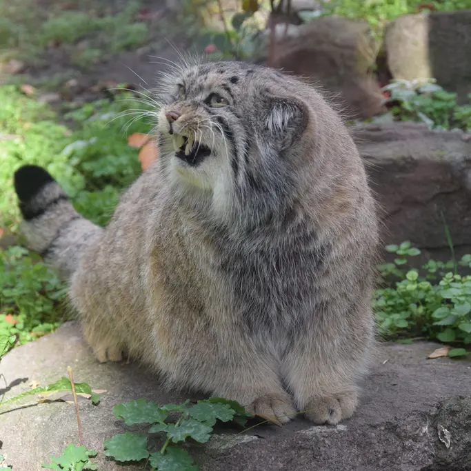 ブダペスト動物園＆植物園のボフスの写真