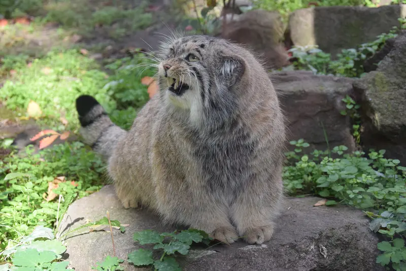 ブダペスト動物園＆植物園のボフスの写真