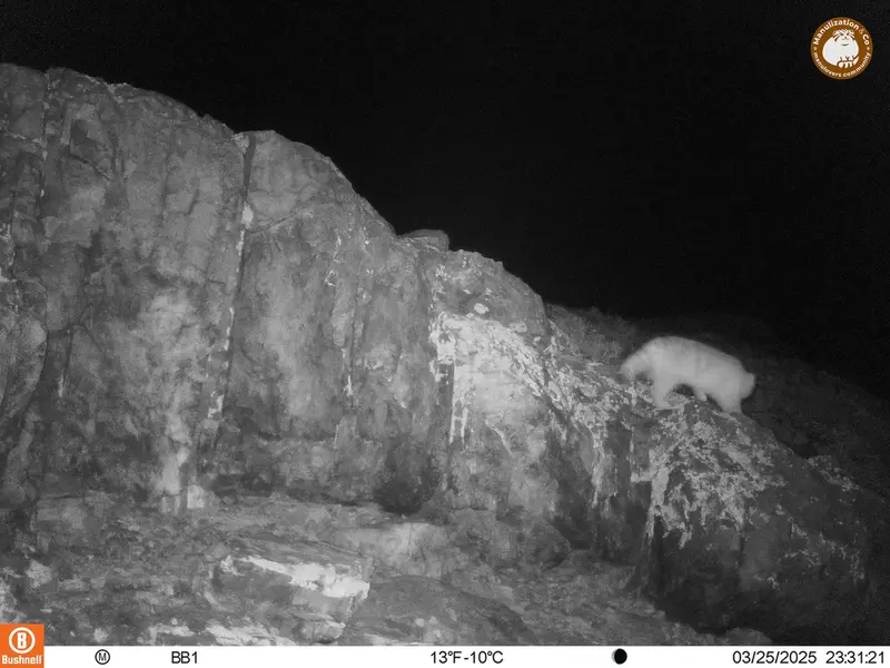 アクタス＝クンコラ［新］カメラトラップで撮影したOtocolobus manul manulの写真