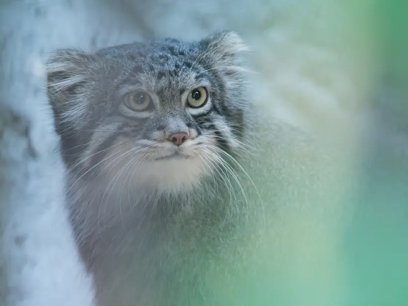 野毛山動物園のフィーガの写真