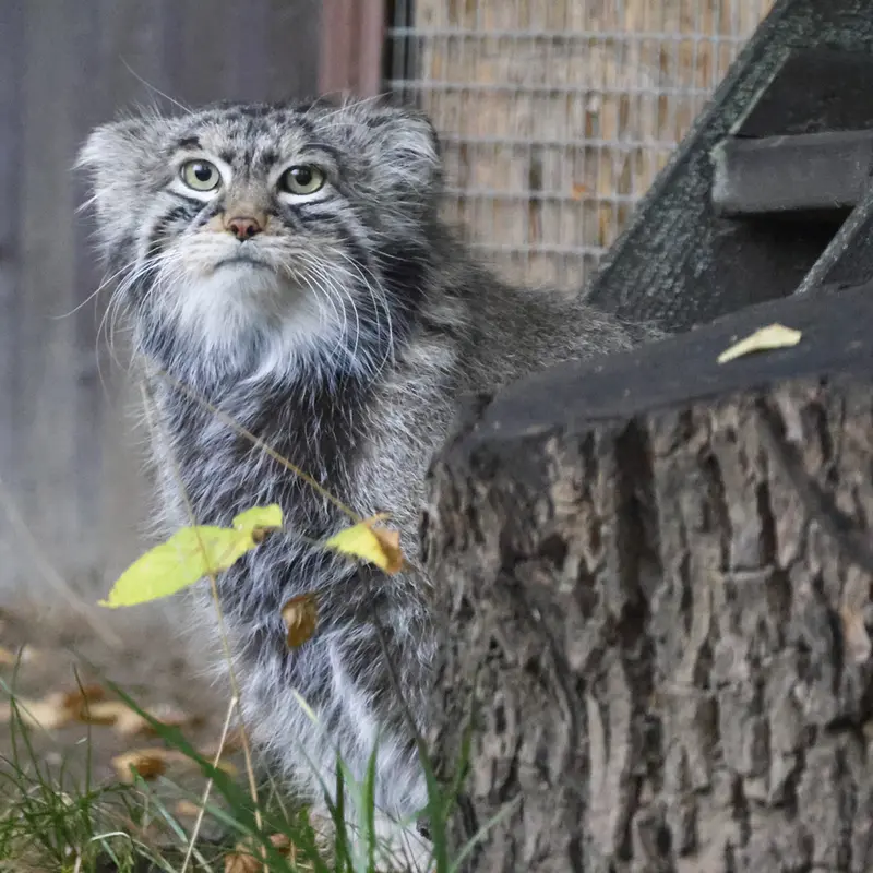 モスクワ動物園のティモフェイの写真