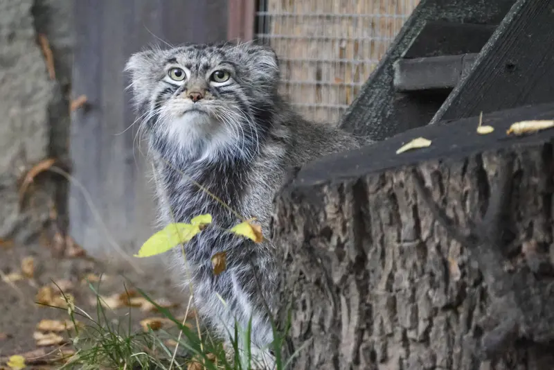モスクワ動物園のティモフェイの写真