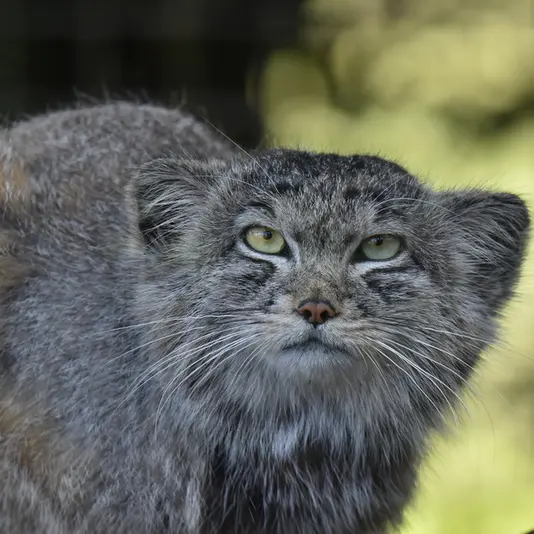 バナム動物園のハルの写真