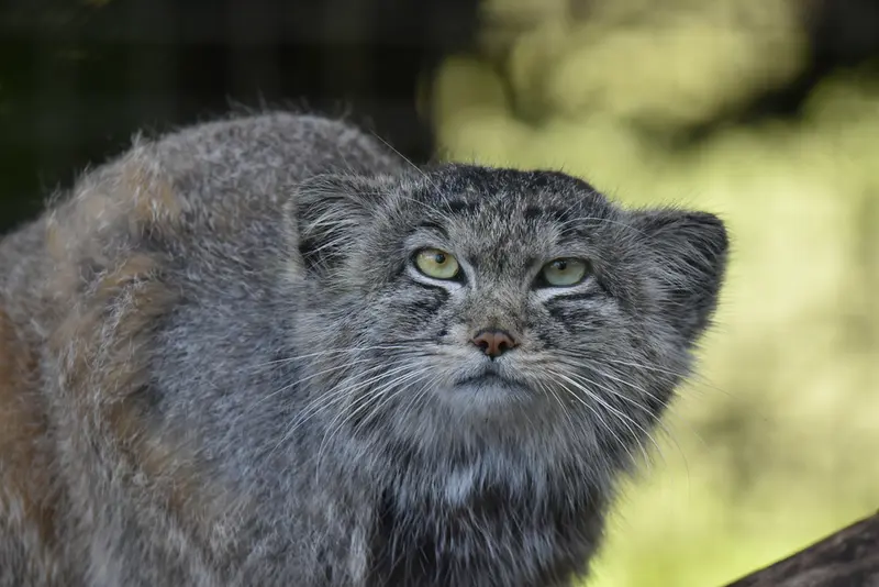 バナム動物園のハルの写真