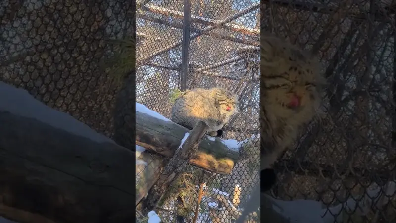 ノヴォシビルスク動物園のゼレノゴルスクの動画