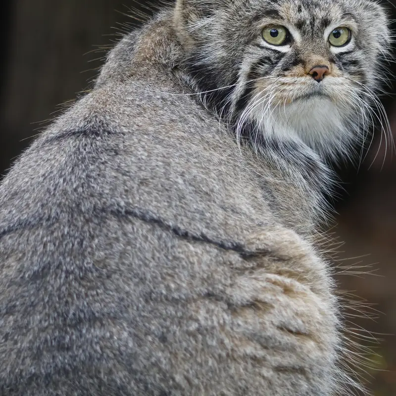 モスクワ動物園のティモフェイの写真