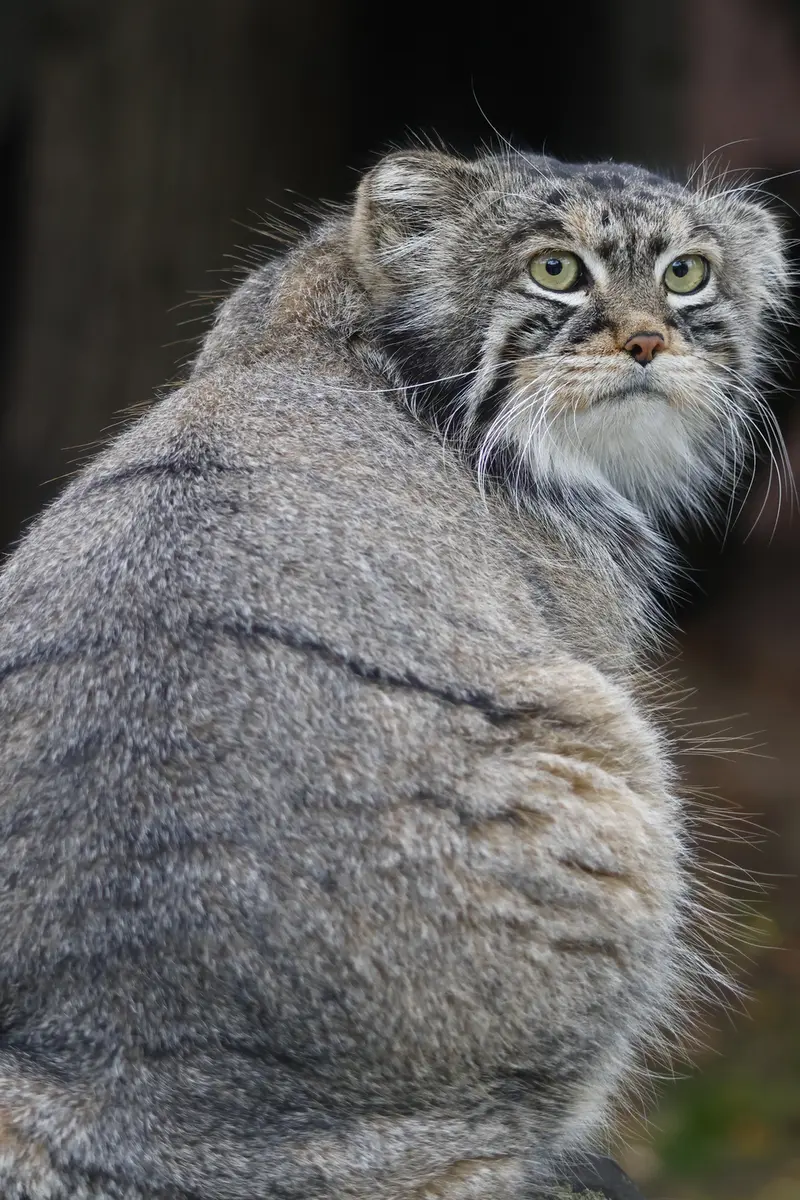 モスクワ動物園のティモフェイの写真