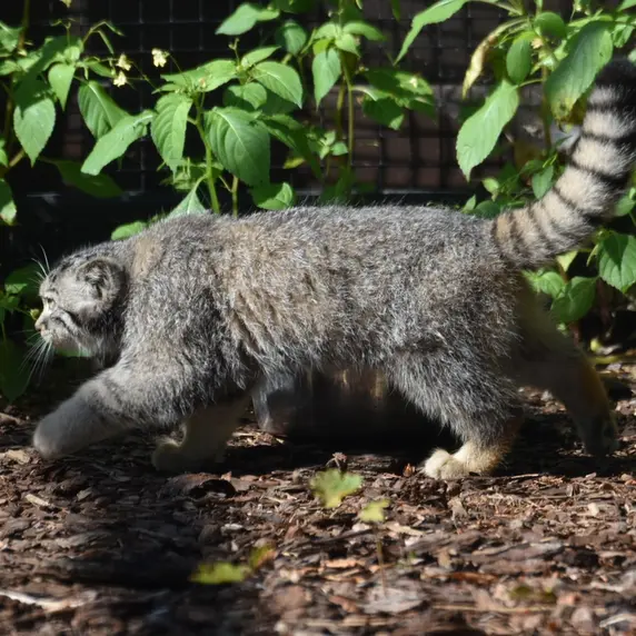 グダニスク動物園のマヌルネコの写真
