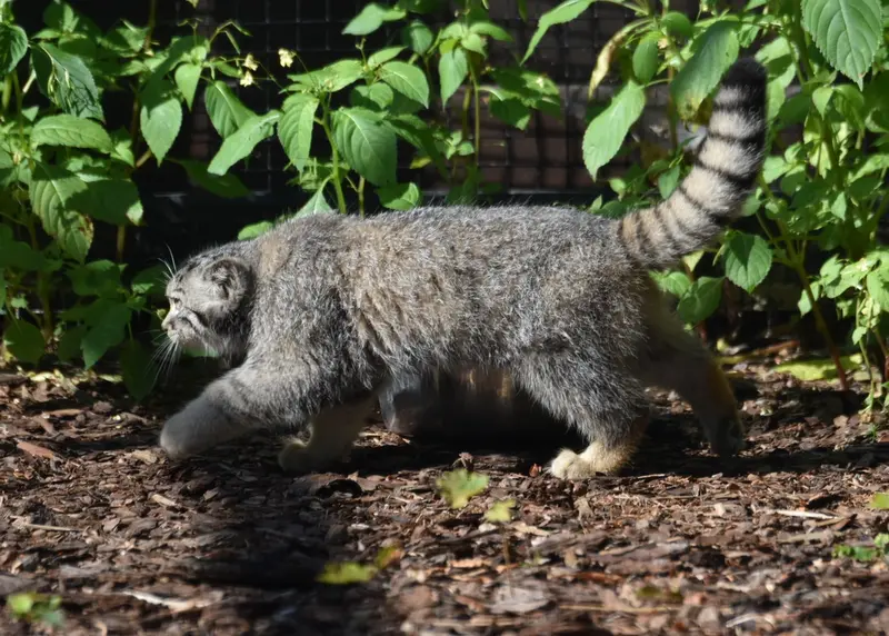 グダニスク動物園のマヌルネコの写真