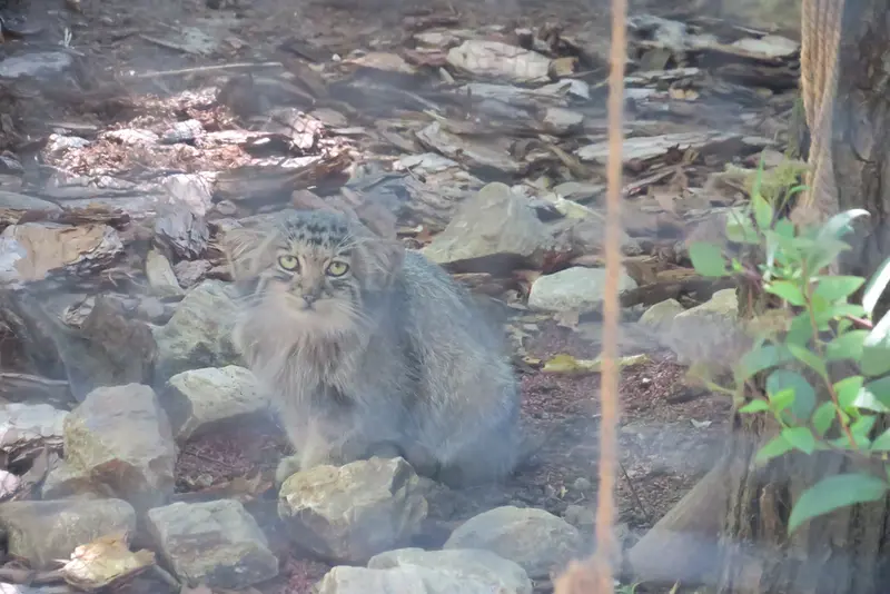 ブルノ動物園のマヌルネコの写真