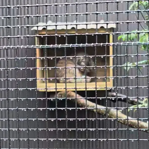 エルムウッド・パーク動物園のレザの写真
