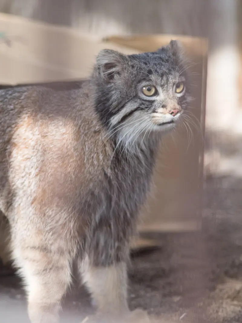 野毛山動物園のフィーガの写真