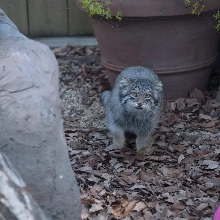 埼玉県こども動物自然公園のオトの写真