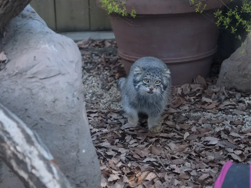 埼玉県こども動物自然公園のオトの写真