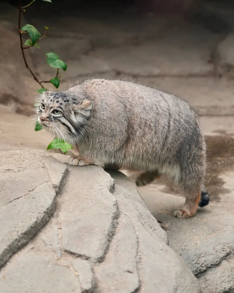 神戸どうぶつ王国のアズの写真