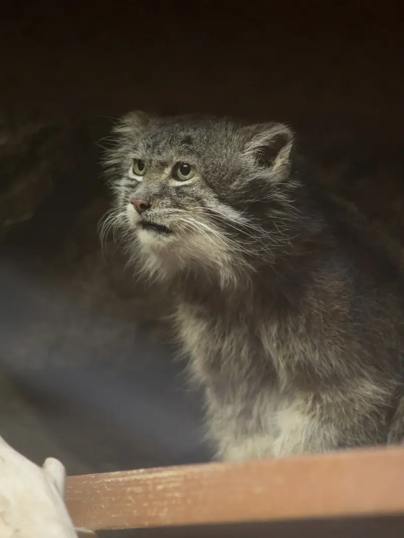 恩賜上野動物園のクリョンの写真