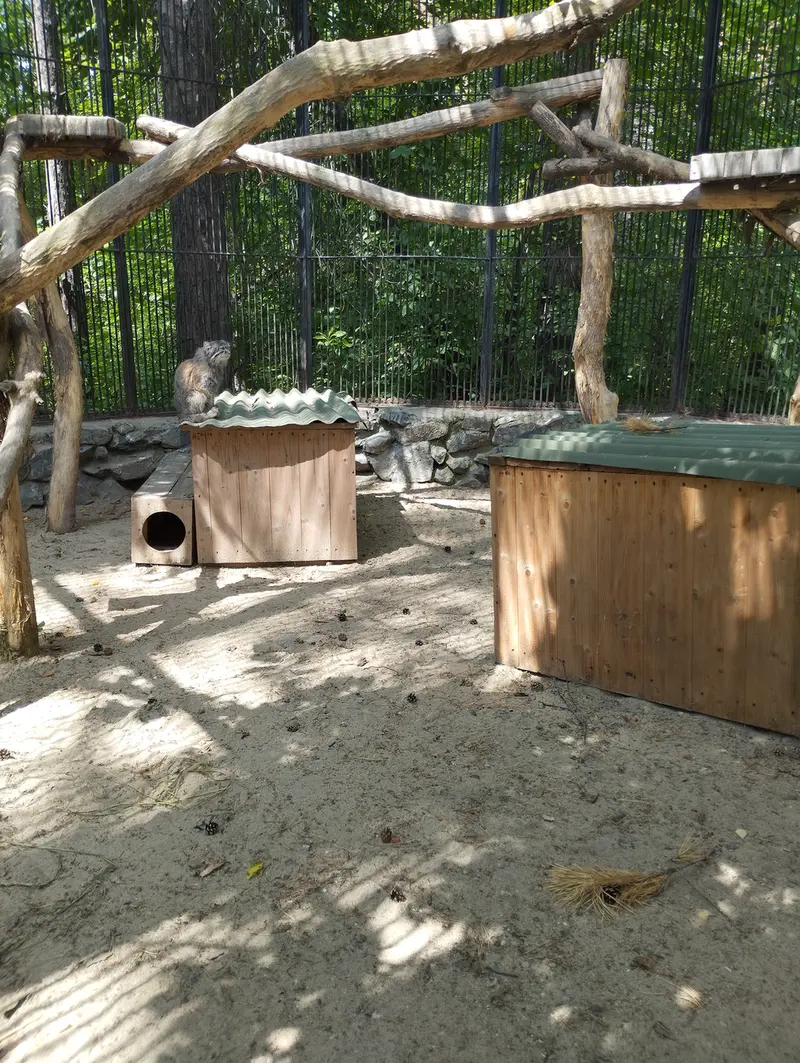 ノヴォシビルスク動物園のマヌルネコの写真