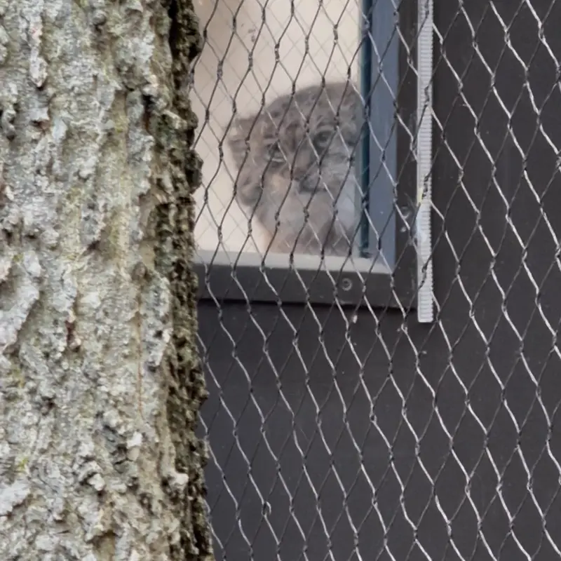 プロスペクト・パーク動物園のサルナイの写真