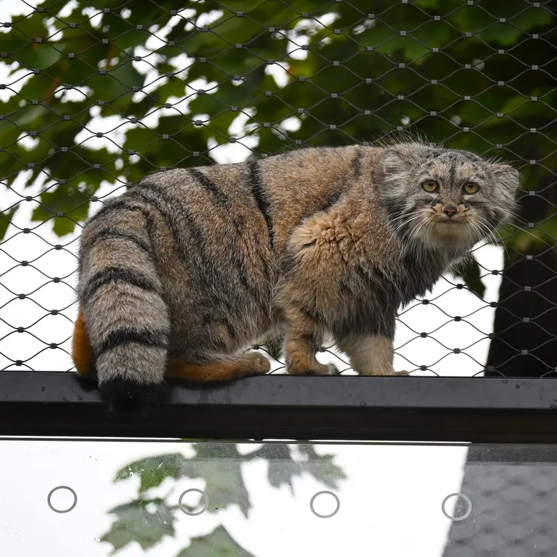 プラハ動物園のプリンセッサの写真