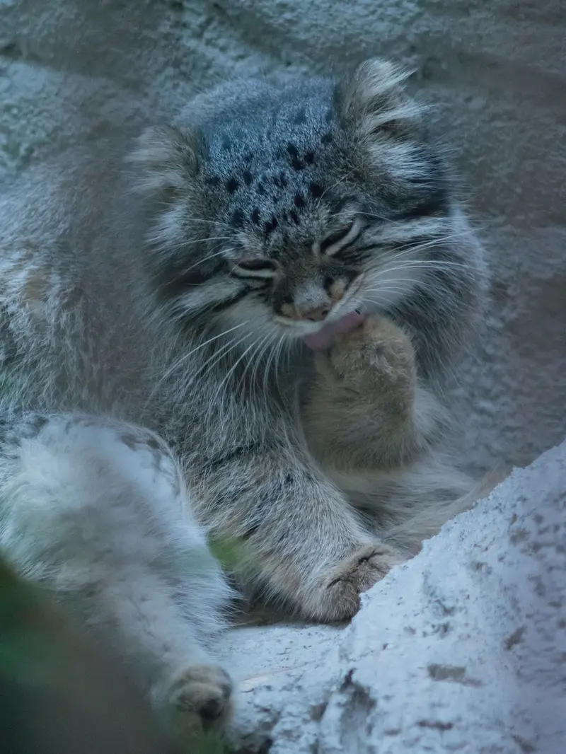 野毛山動物園のフィーガの写真