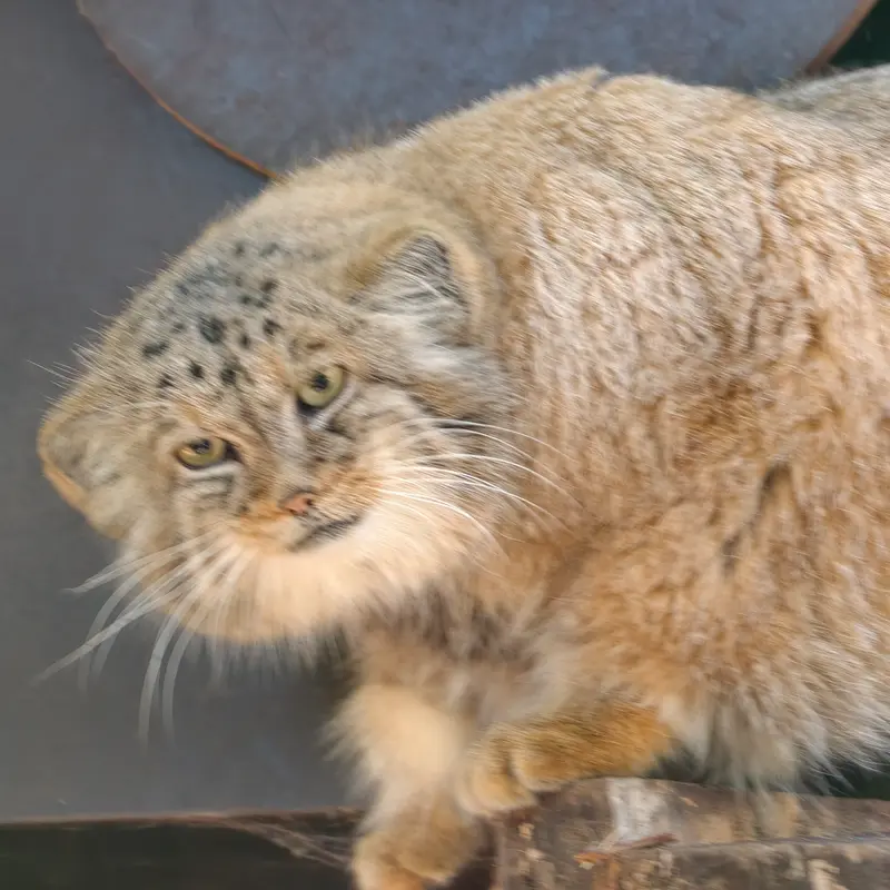 コシツェ動物園のアラニの写真