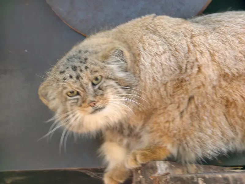コシツェ動物園のアラニの写真