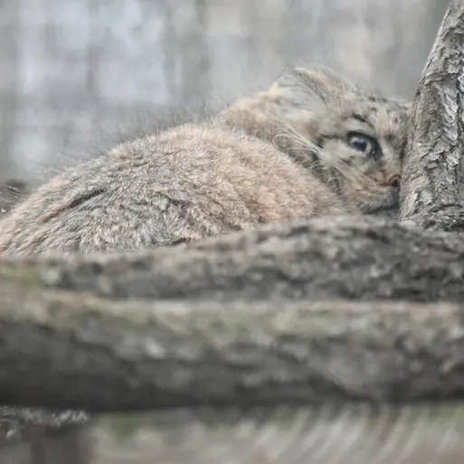 ザールブリュッケン動物園のカルプソの写真