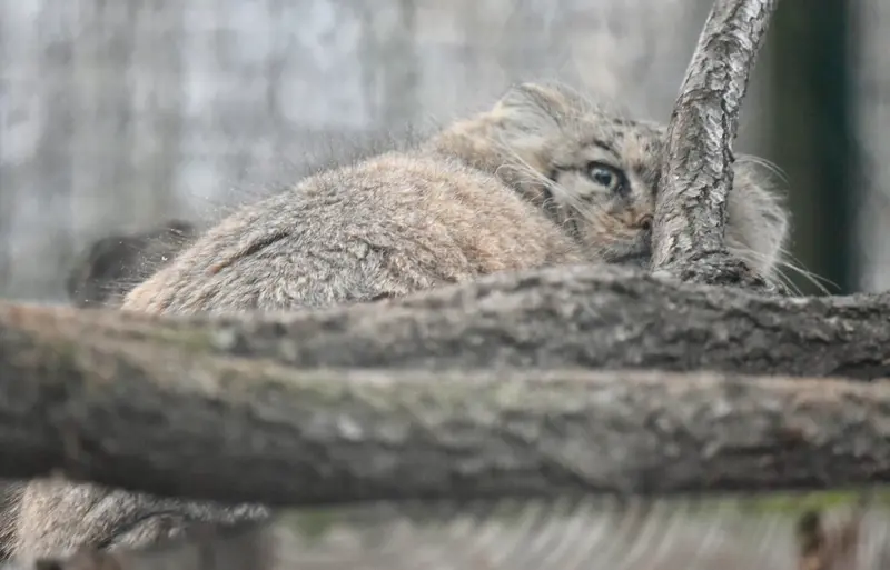 ザールブリュッケン動物園のカルプソの写真